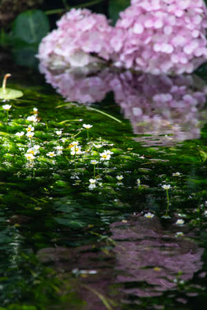 Hydrangea and water plants with beautiful reflections in the water