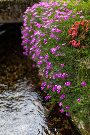 Beautiful flowing water and purple flowers in full bloom