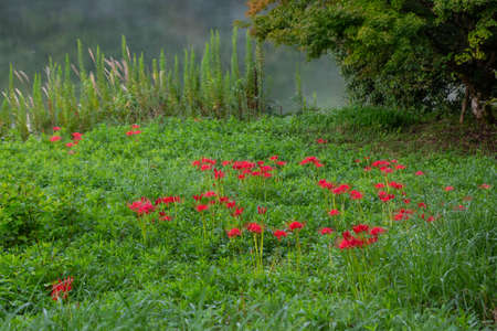 A meadow by a lake with lily-of-the-valley flowers in full bloomの写真素材
