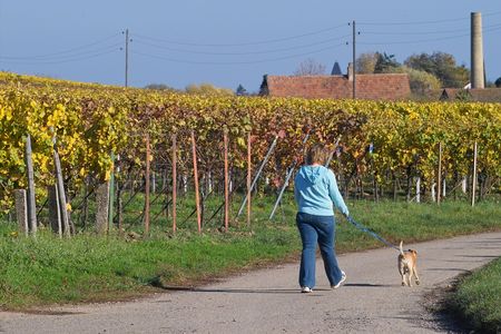 a woman walking her dog in wineyards, Germanyの写真素材