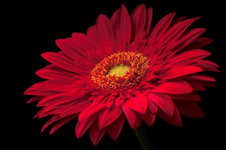 red flower over black backgroundの写真素材