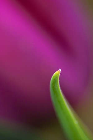 close-up of a purple tulipの写真素材