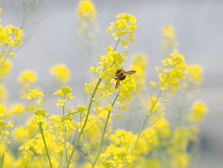 A carpenter bee with rape blossomsの写真素材