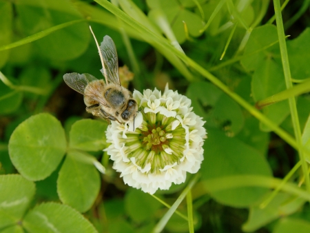 The bee and flower of a clover photoed from right above の写真素材