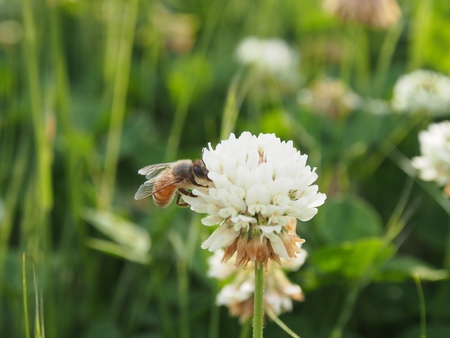 Honeybee on a clover flowerの写真素材