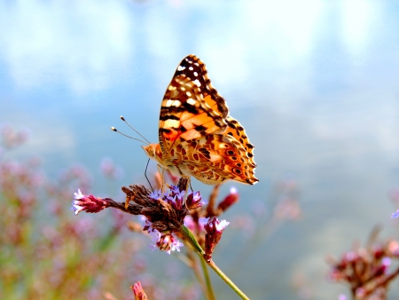 The Indian Fritillary on a small flowerの写真素材