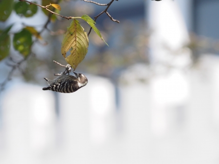 Japanese Pygmy Woodpecker which hangs down from a slender twig  の写真素材