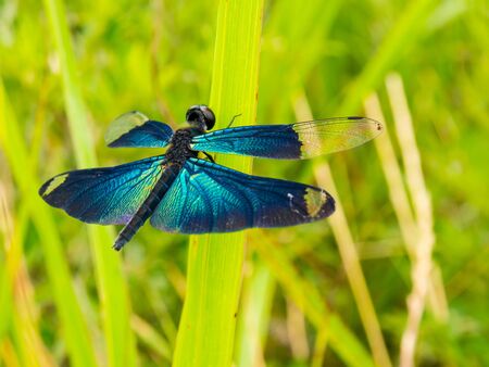 Rhyothemis fuliginosa on grassの写真素材