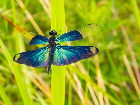 Rhyothemis fuliginosa on grassの写真素材