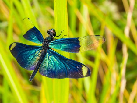 Rhyothemis fuliginosa on grassの写真素材
