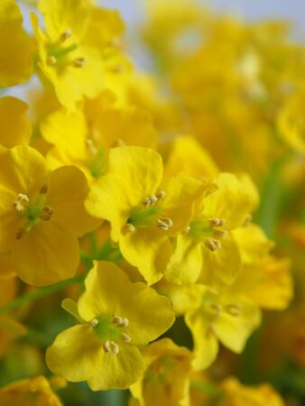Rape blossoms