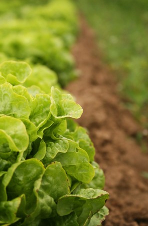 Organic lettuce growing in a rowの写真素材