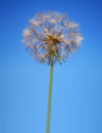 Perfect Statuesque Dandelion Clockの写真素材