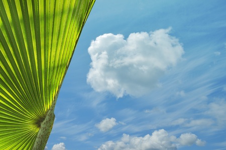 Palm with blue sky in the backgroundの写真素材