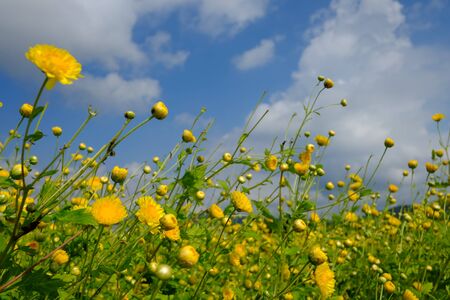 Chrysanthemum fieldの写真素材