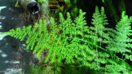 Green Leafの写真素材