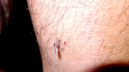 Dead Mosquito on skin の写真素材