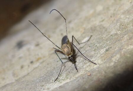 Anopheles Mosquito at close upの写真素材