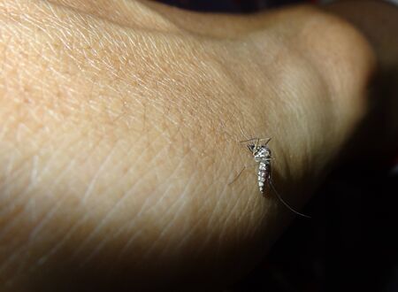 Mosquito on skin having Bloodの写真素材