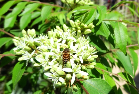 The common honeybee is finding for Honeyの写真素材