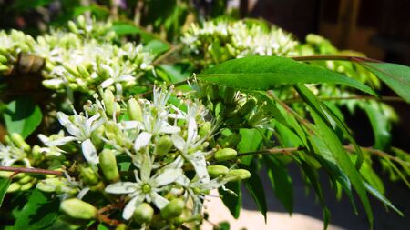 Green leaf and white flowersの写真素材