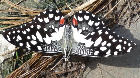Monarchの写真素材
