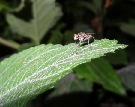 Insect の写真素材