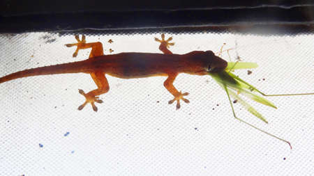 Hunting Lizard, the backlight view の写真素材