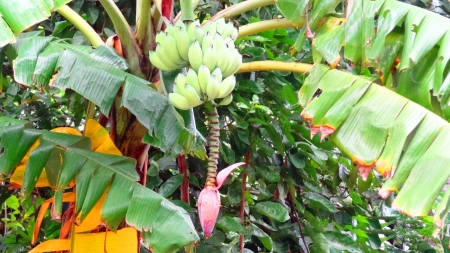 Banana or Plantain Tree with Plantain or Banana Flower, a tropical plant  Musa paradisiaca  of the banana family の写真素材