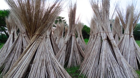 Jute Stick let them Dryの写真素材