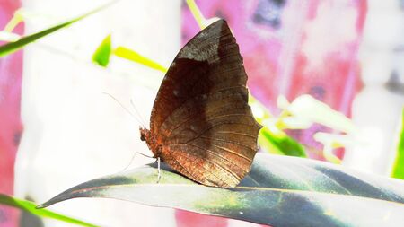 Butterfly の写真素材