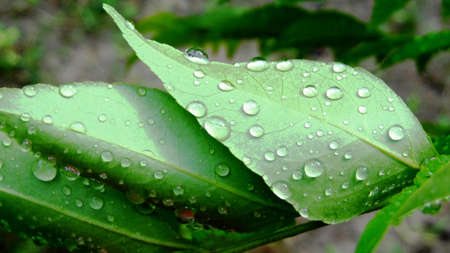 Water Drops on Leafs の写真素材