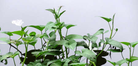 Green Plants in  a Pondの写真素材