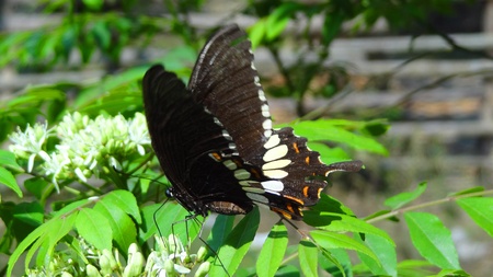 Black Butterfly on Green plant の写真素材