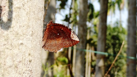 Brown  Butterfly の写真素材