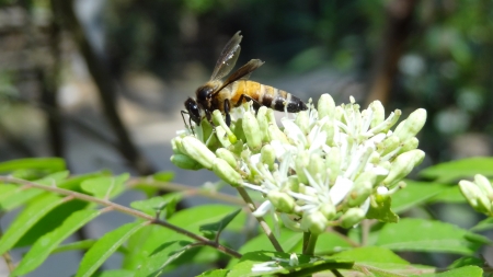 Common Bee on the White Flowers の写真素材
