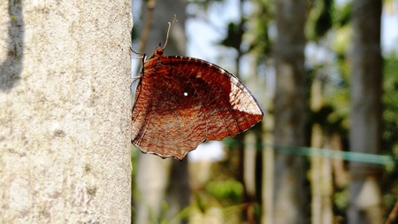 Brown Butterfly の写真素材