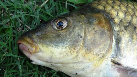 Fresh Water Fish Head 