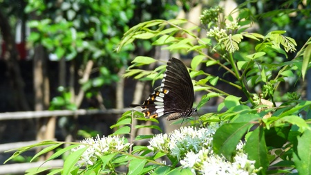 Monarch on green leaf and white flowers の写真素材