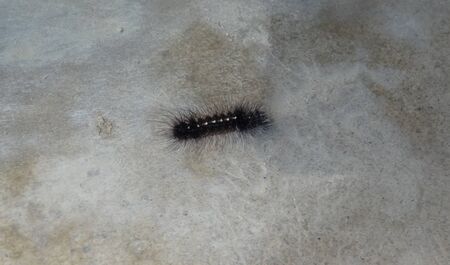Caterpillar の写真素材