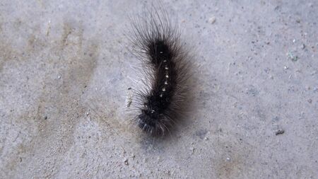 Caterpillar の写真素材