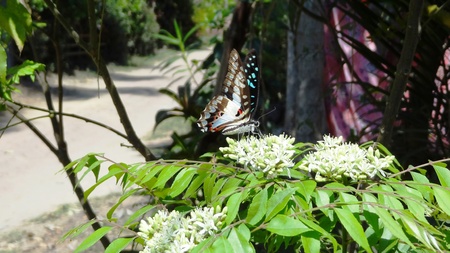 Butterfly and white Flowersの写真素材