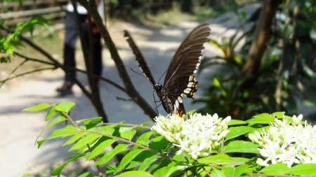 Butterfly and white Flowersの写真素材