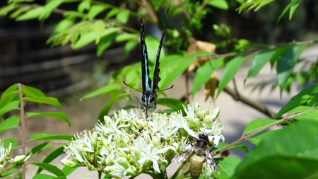 Butterflyの写真素材