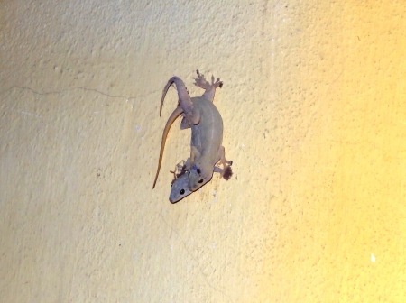 mating of Lizardの写真素材