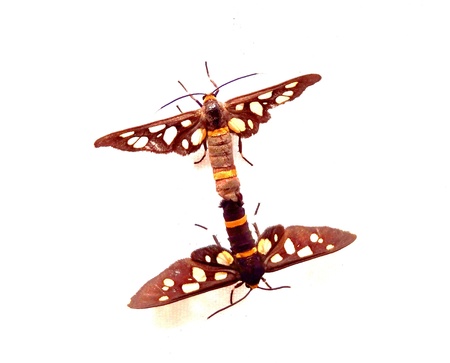 Mating of insectsの写真素材
