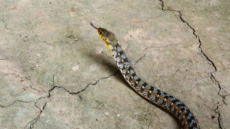 Angry Snakeの写真素材