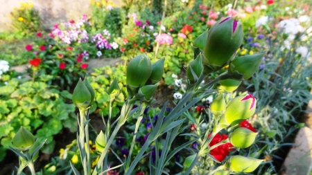 Buds in a gardenの写真素材