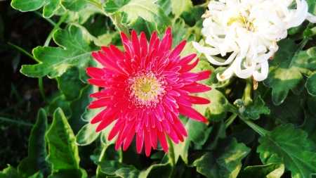 Red flowerの写真素材
