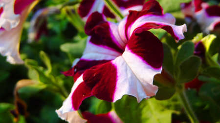 flower in the gardenの写真素材